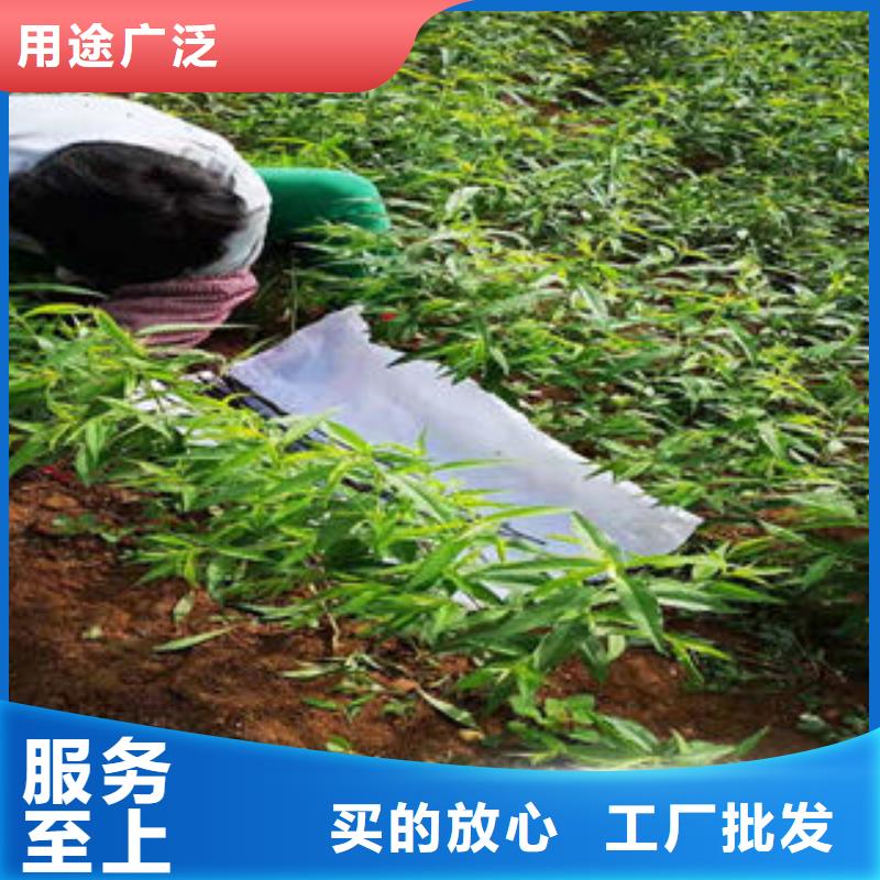 桃树苗山楂苗工厂批发