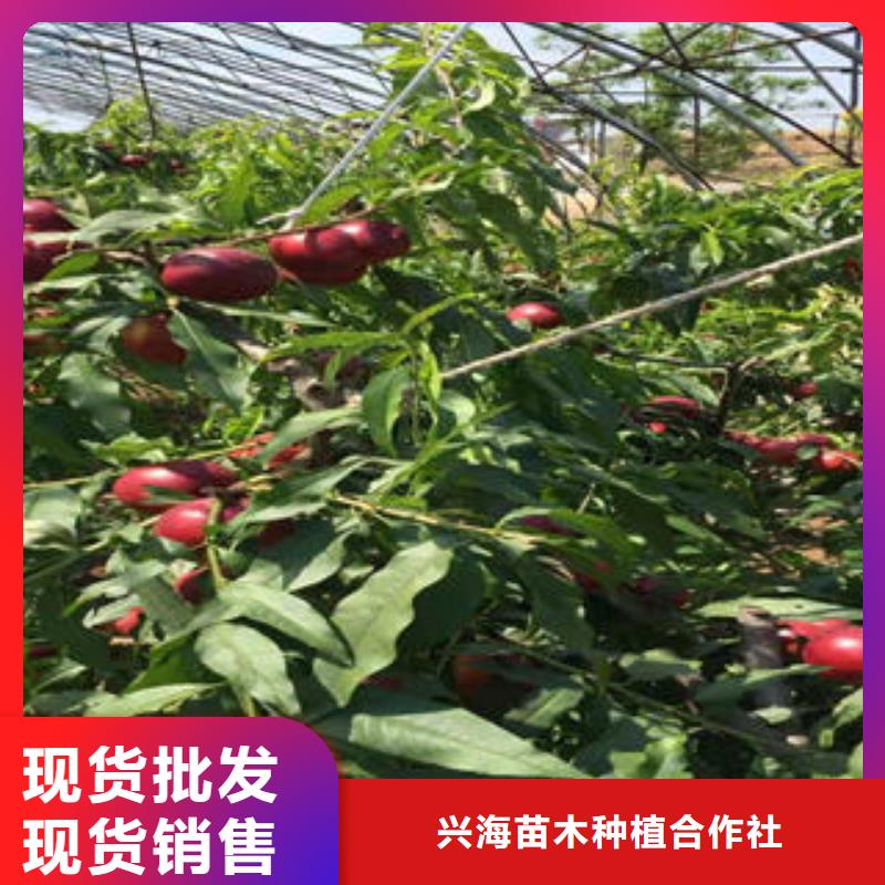 【桃树苗】花椒苗多种规格可选