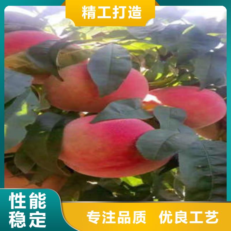 桃树苗_花椒苗48小时发货