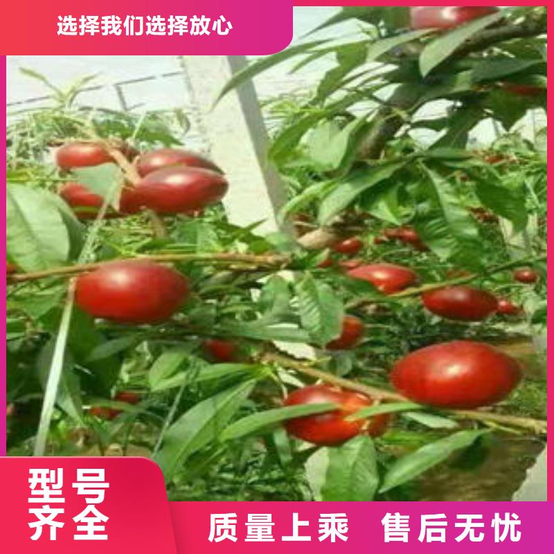 桃树苗【梨树苗】保质保量