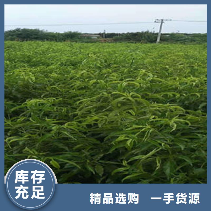 【桃树苗】花椒苗多种规格可选