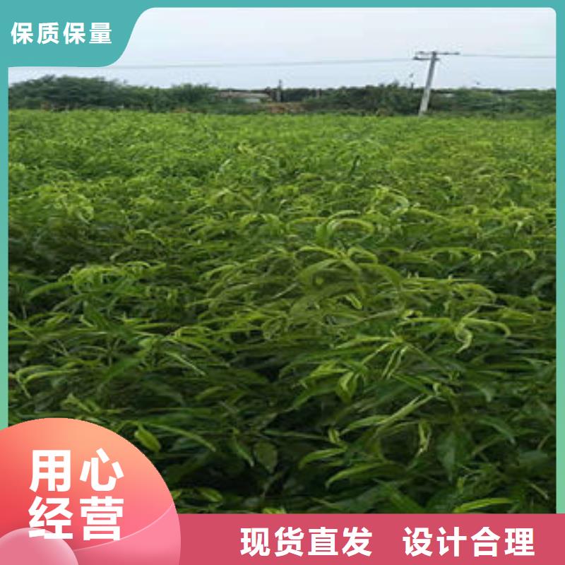 【桃树苗】花椒苗多种规格可选