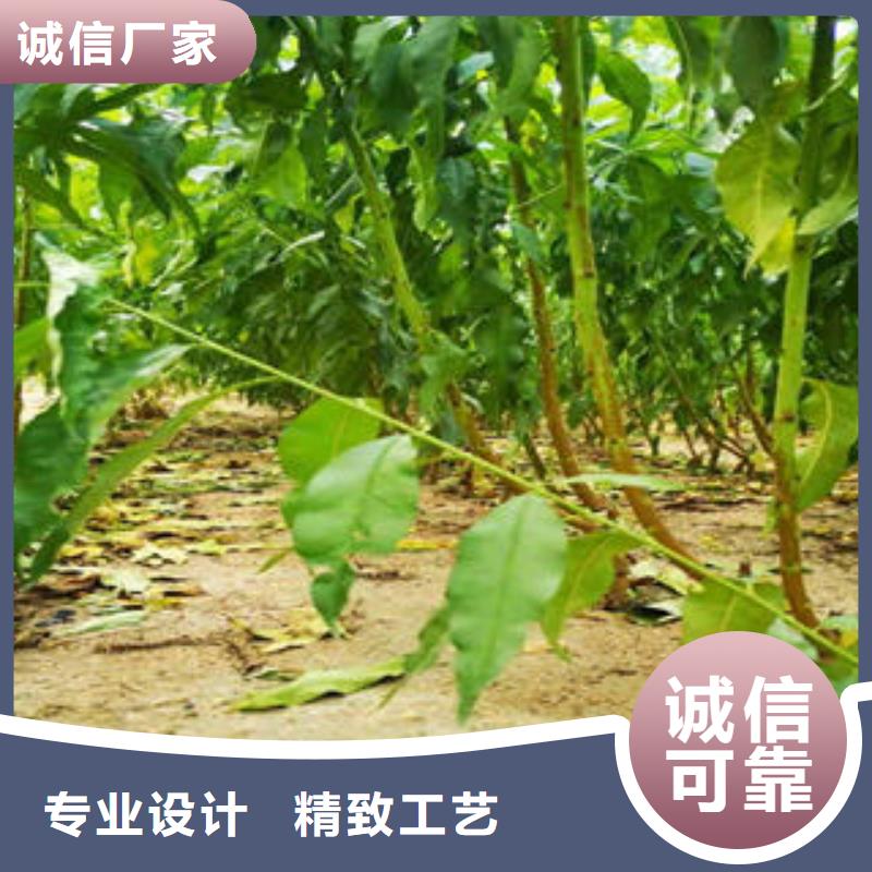 【桃树苗】花椒苗多种规格可选