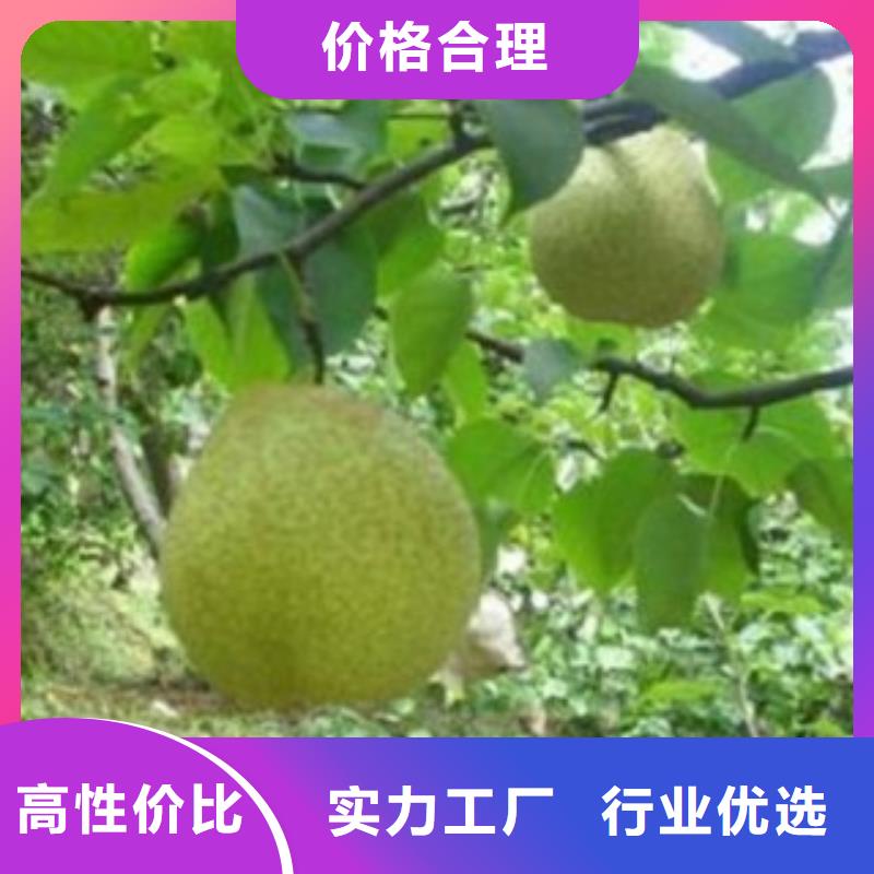 梨树苗,苹果苗品质无所畏惧