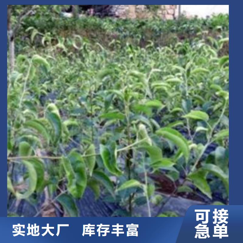 【梨树苗】花椒苗批发货源