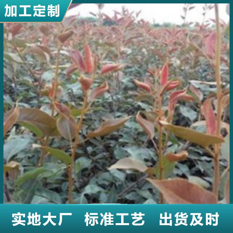 梨树苗桃树苗按需定做