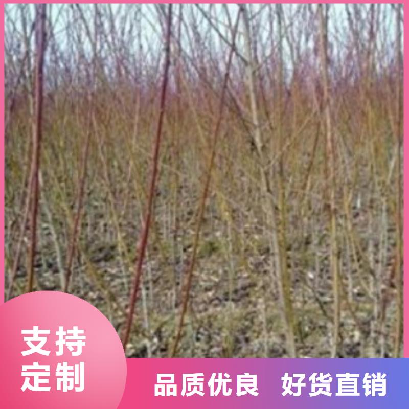 梨树苗_花椒苗海量现货直销