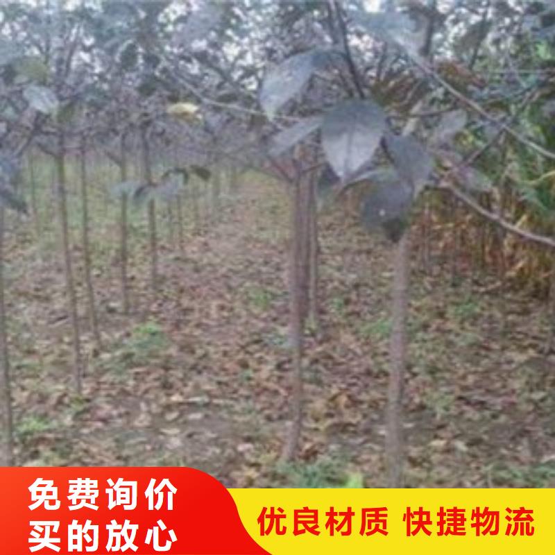 梨树苗苹果苗大厂家实力看得见