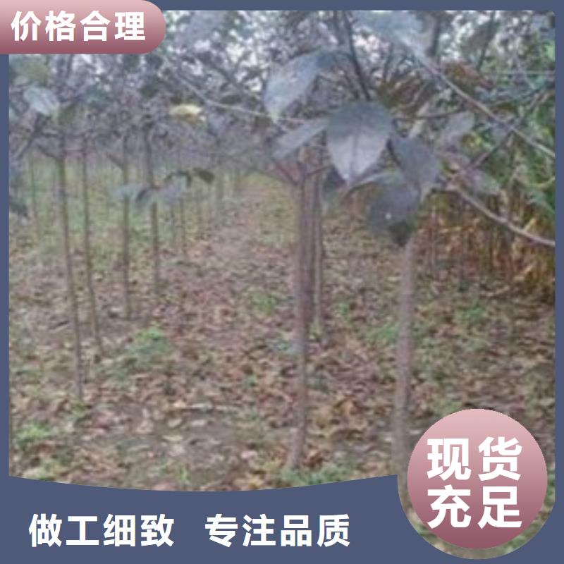 梨树苗_花椒苗海量现货直销