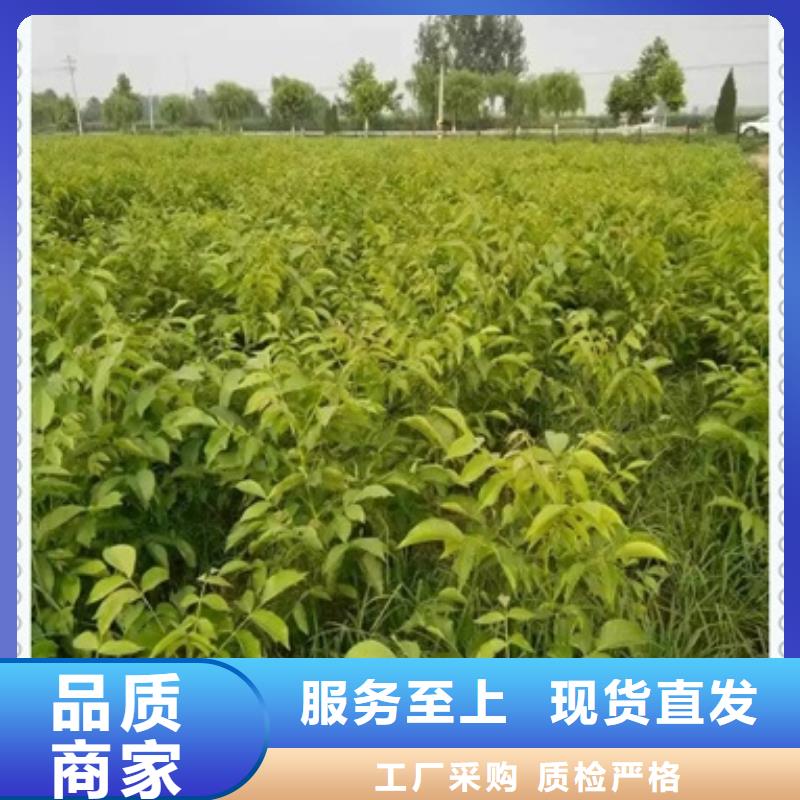 【核桃苗,花椒苗把实惠留给您】