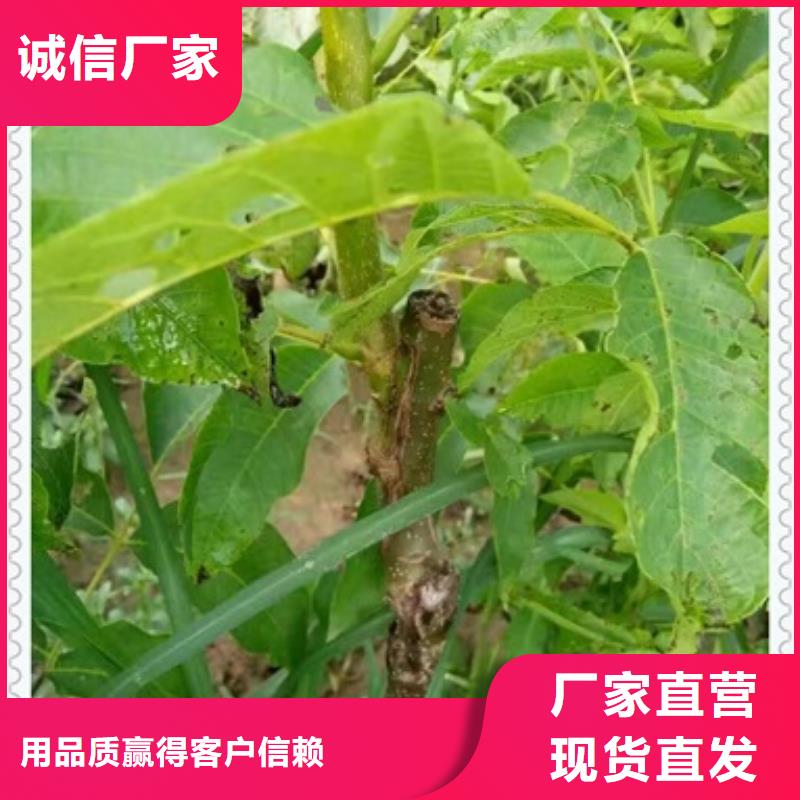 核桃苗苹果苗正品保障