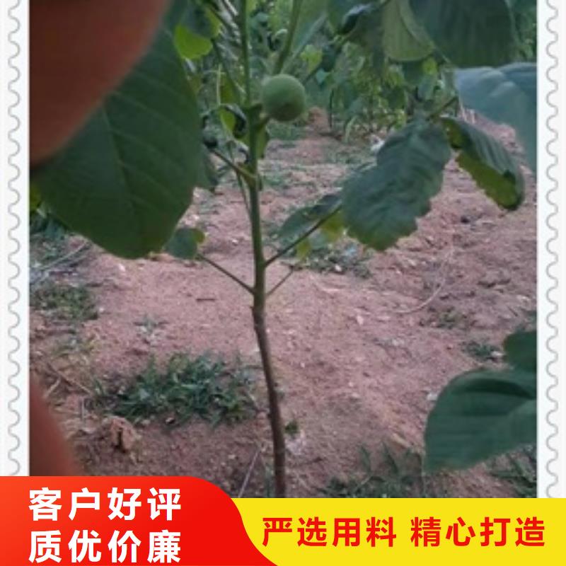 核桃苗蓝莓苗好品质用的放心