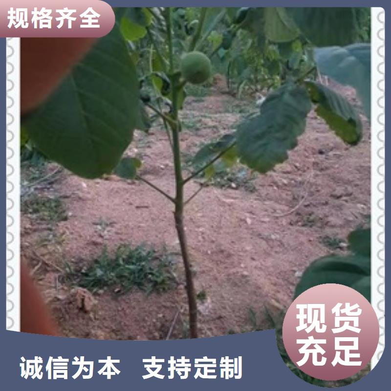 核桃苗梨树苗质优价廉