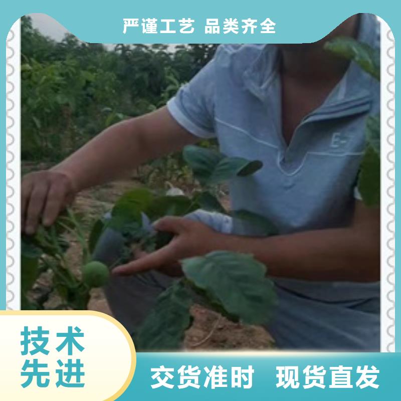 【核桃苗】花椒苗注重细节