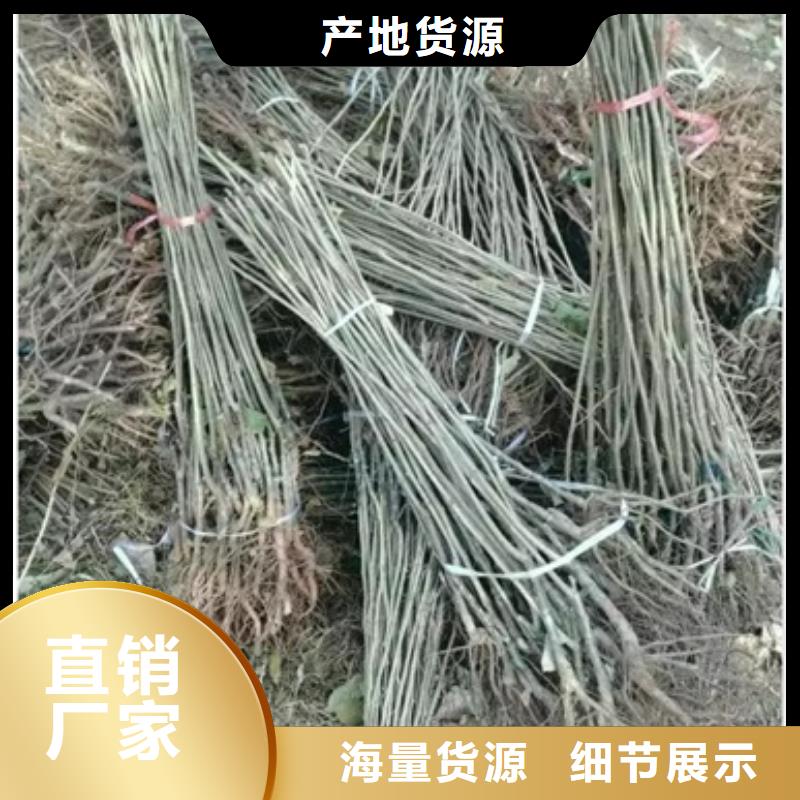 板栗苗_桃树苗厂家十分靠谱