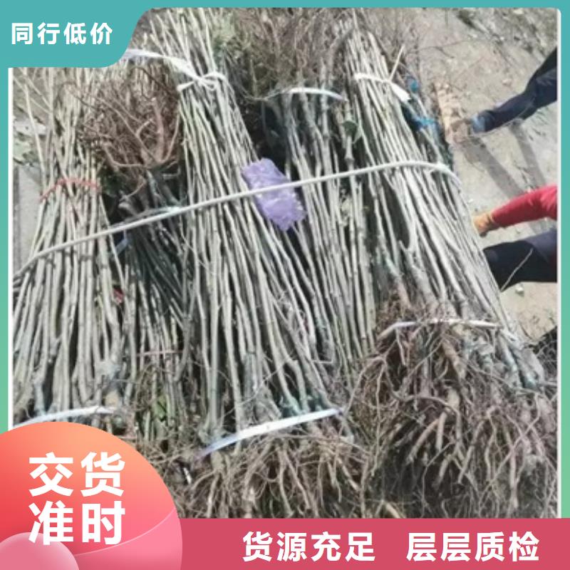 板栗苗品质无所畏惧