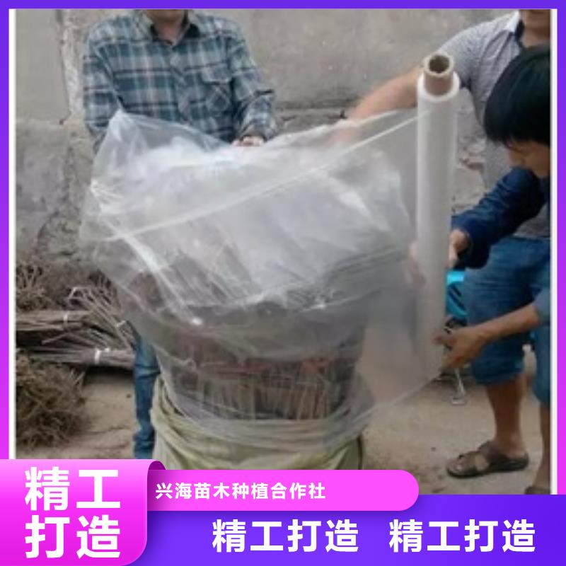 板栗苗_梨树苗超产品在细节