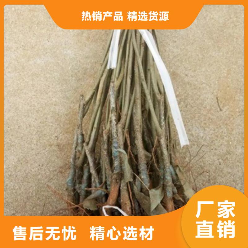 板栗苗【蓝莓苗】严选用料