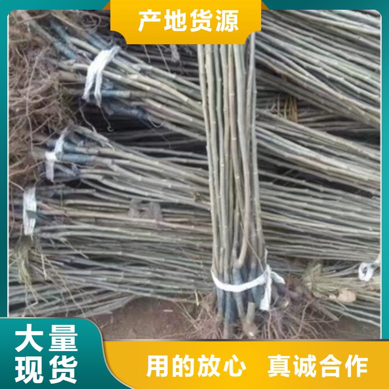 板栗苗,【梨树苗】实力工厂