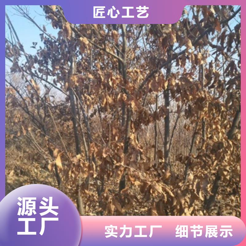 板栗苗-【花椒苗】来图定制