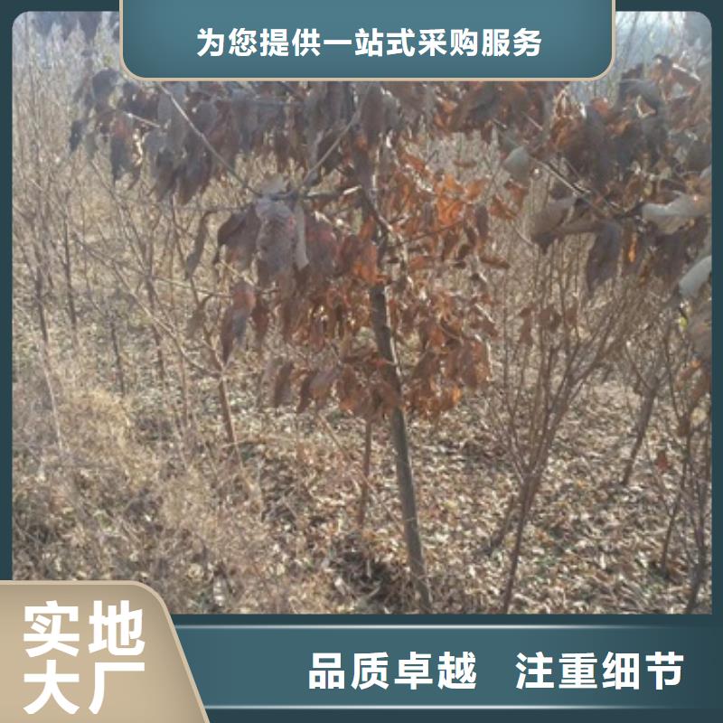 板栗苗苹果苗优良工艺