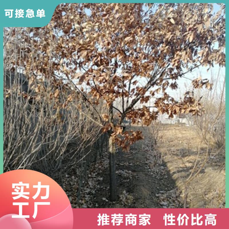 板栗苗-【蓝莓苗】工厂价格