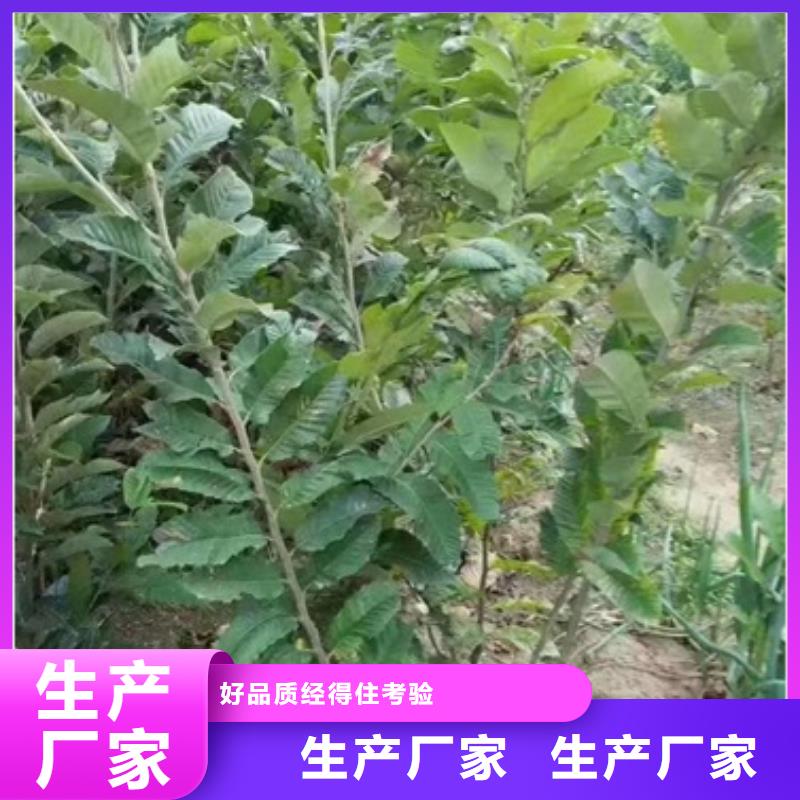 板栗苗-【花椒苗】来图定制