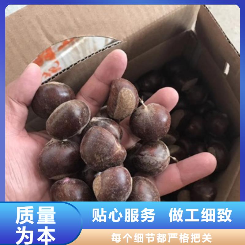 板栗苗核桃苗细节展示