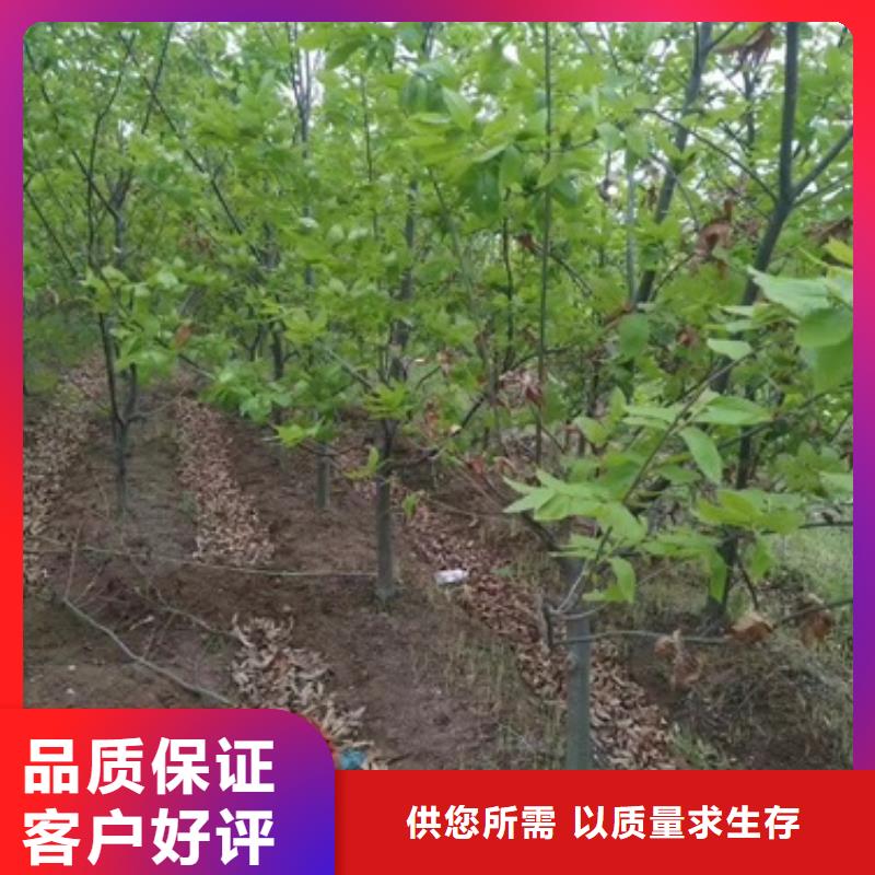 板栗苗【蓝莓苗】严选用料