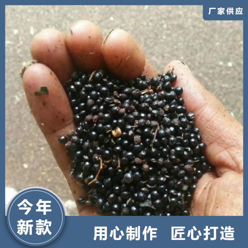 花椒苗梨树苗老品牌厂家