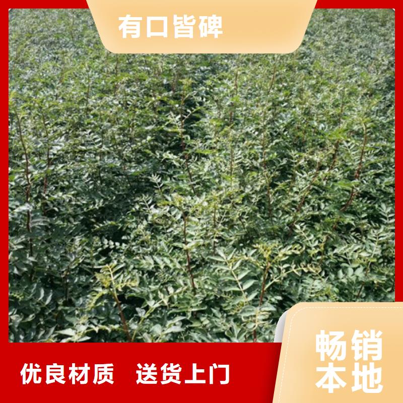 花椒苗,梨树苗保障产品质量