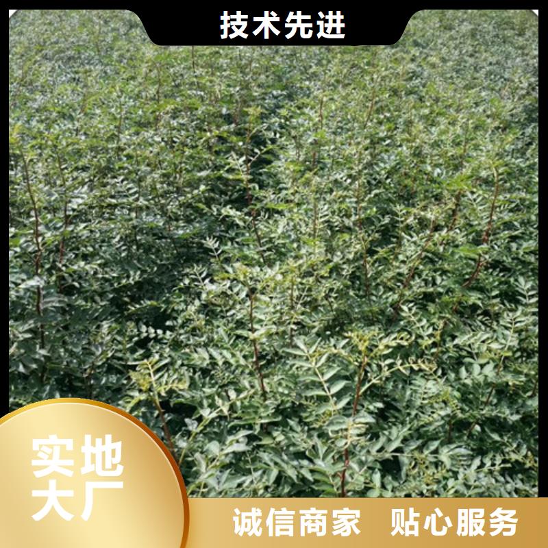 花椒苗蓝莓苗工厂现货供应