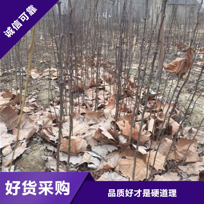 花椒苗【苹果苗】源头实体厂商