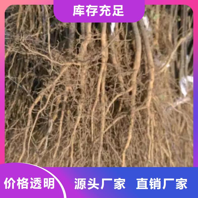 【花椒苗】板栗苗现货直供