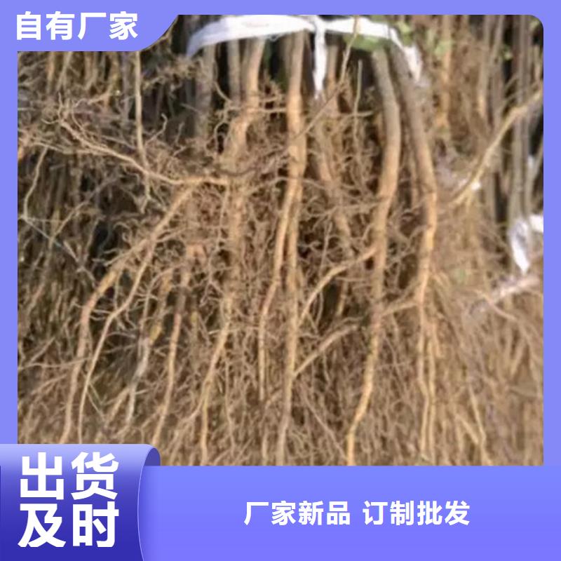 花椒苗桃树苗品质商家