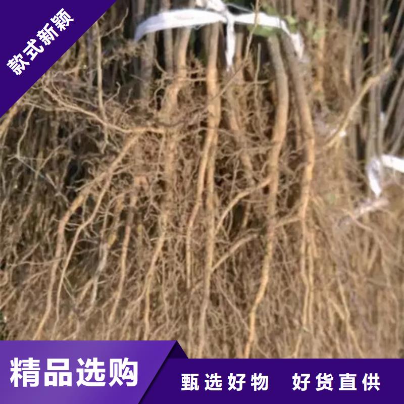 花椒苗【苹果苗】源头实体厂商