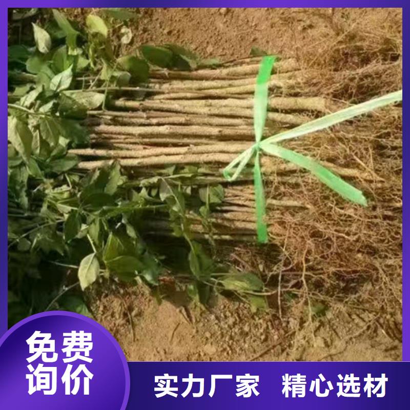 花椒苗板栗苗好产品放心购