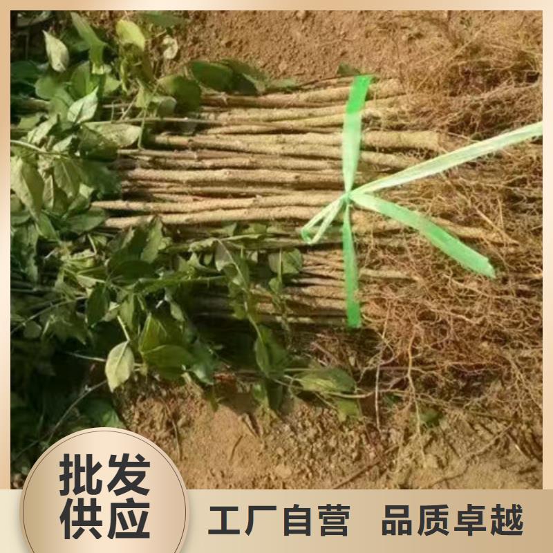 花椒苗核桃苗专业厂家