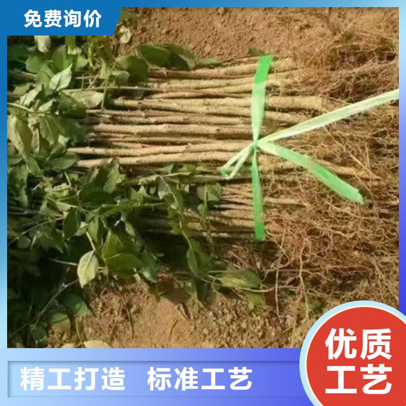 花椒苗质优价廉