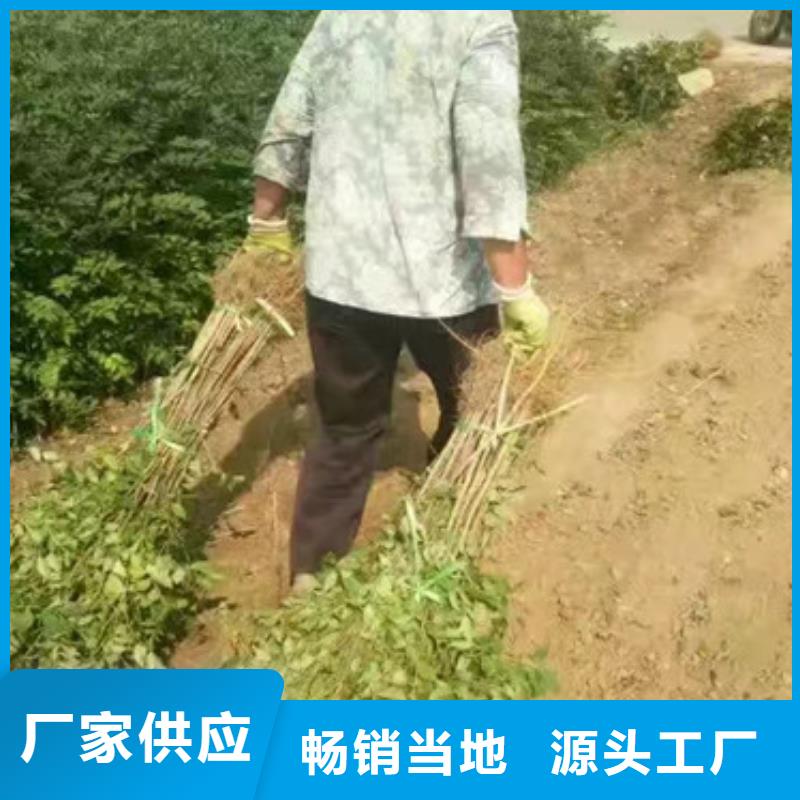 花椒苗-梨树苗供货及时