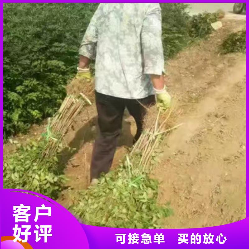 花椒苗桃树苗价格合理