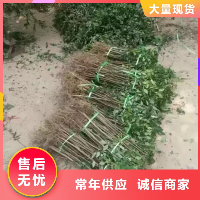 花椒苗_桃树苗海量现货