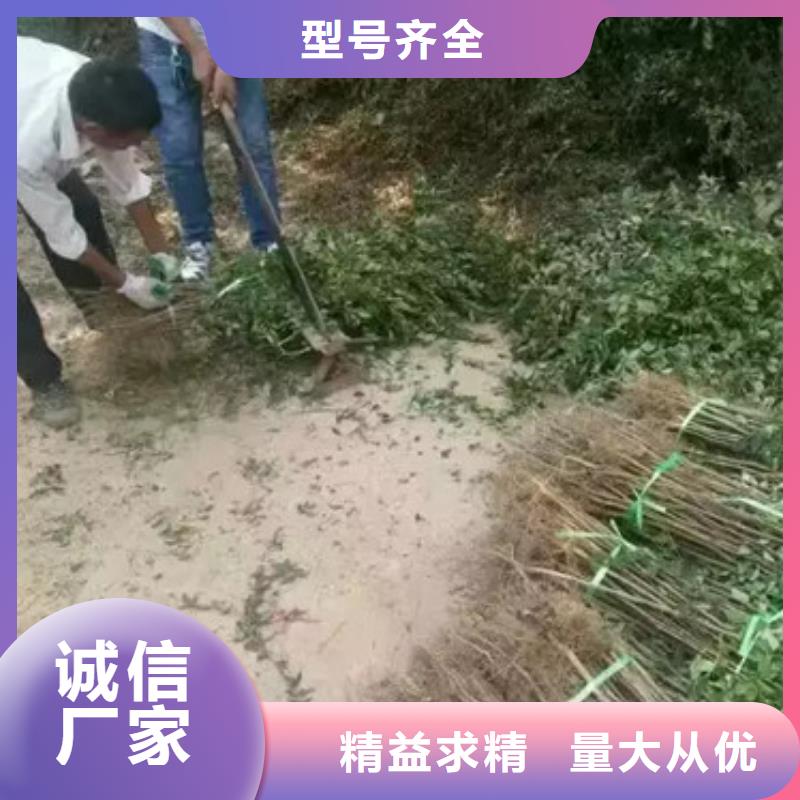 花椒苗真正的源头厂家