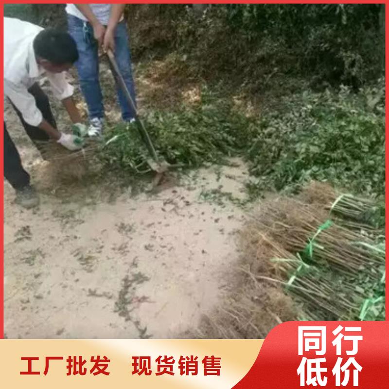 花椒苗_梨树苗满足客户需求