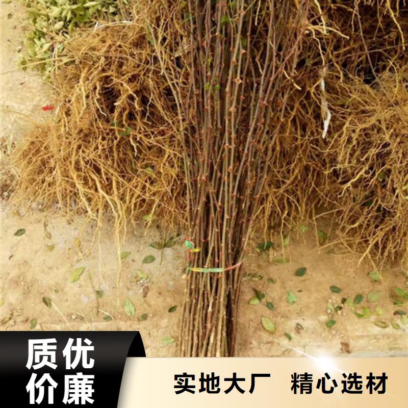 花椒苗板栗苗好产品放心购