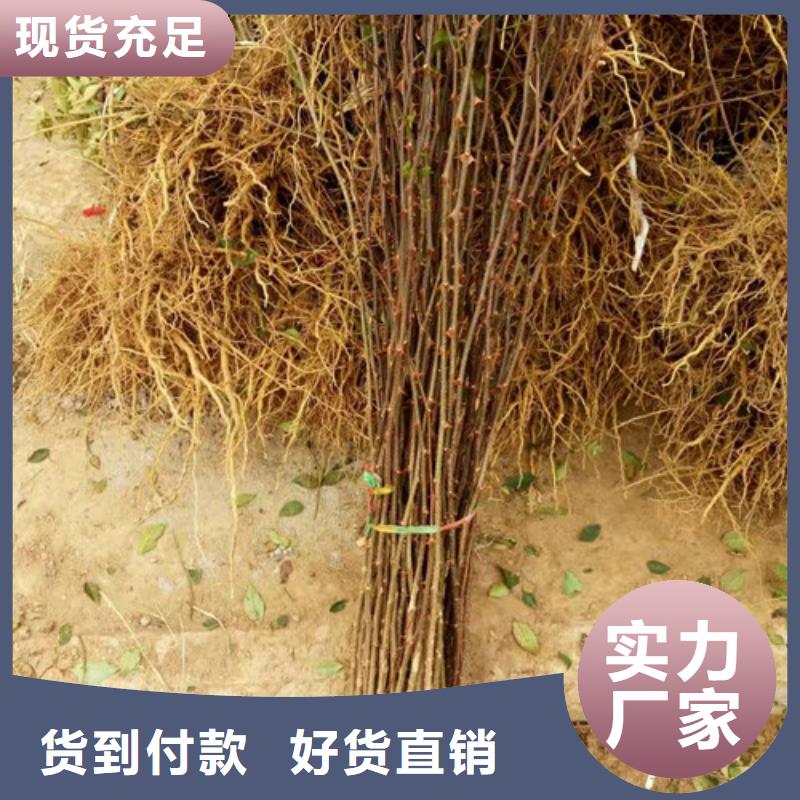 花椒苗天博体育网页版登陆链接