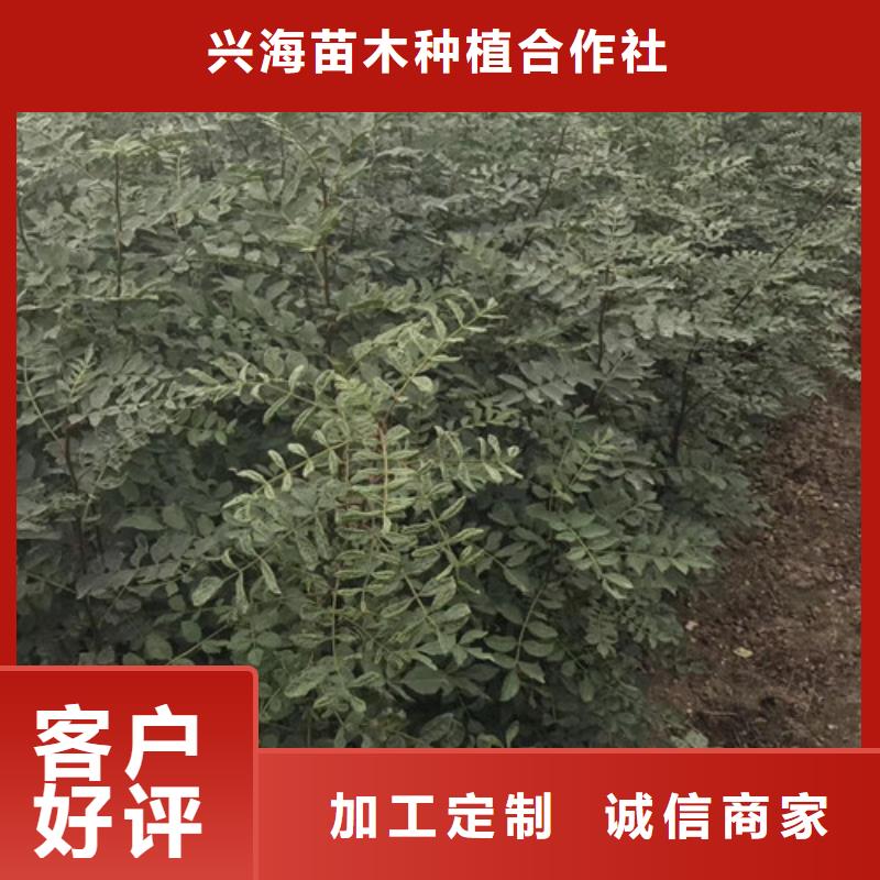 花椒苗板栗苗厂家直销大量现货