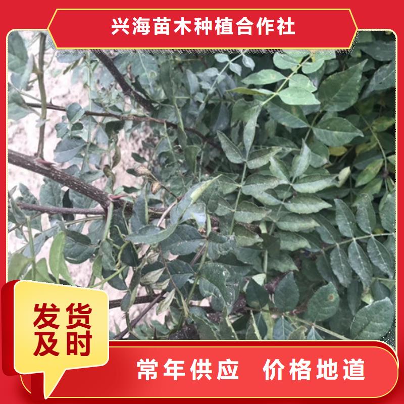 花椒苗【梨树苗】厂家大量现货