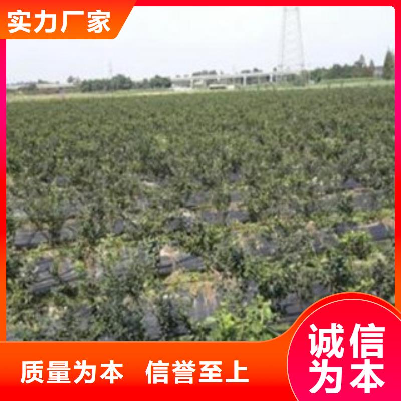 蓝莓苗花椒苗敢与同行比价格