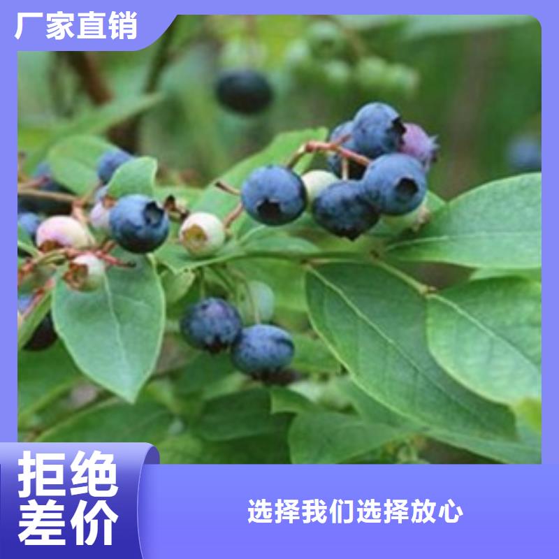 蓝莓苗【花椒苗】根据要求定制